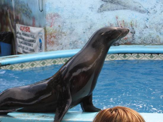 Gran Acuario Mazatlán Mar de Cortés-马萨特兰必去景点