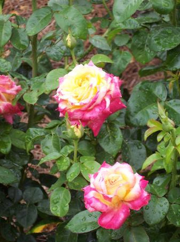 Chattanooga Choo Choo-查塔努加必去景点