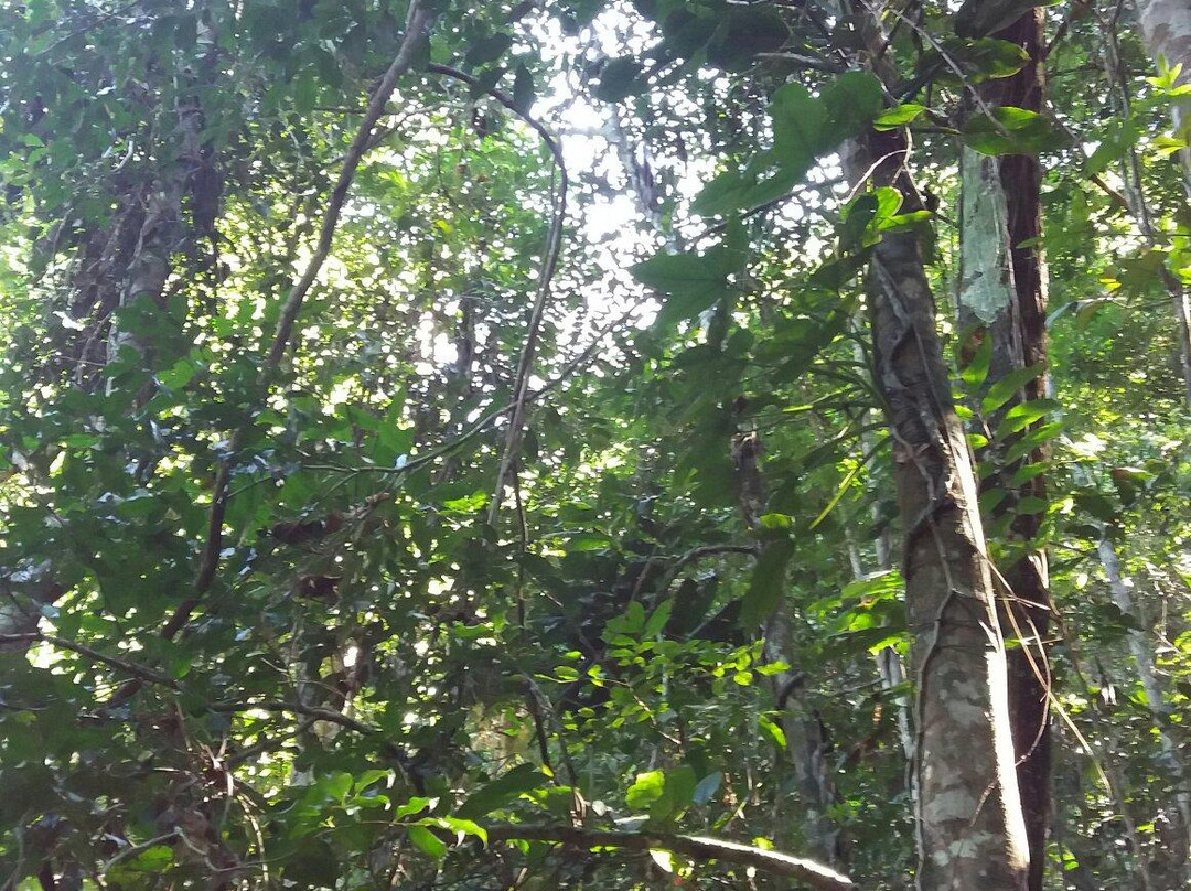 Parque Municipal Atalaia景点图片