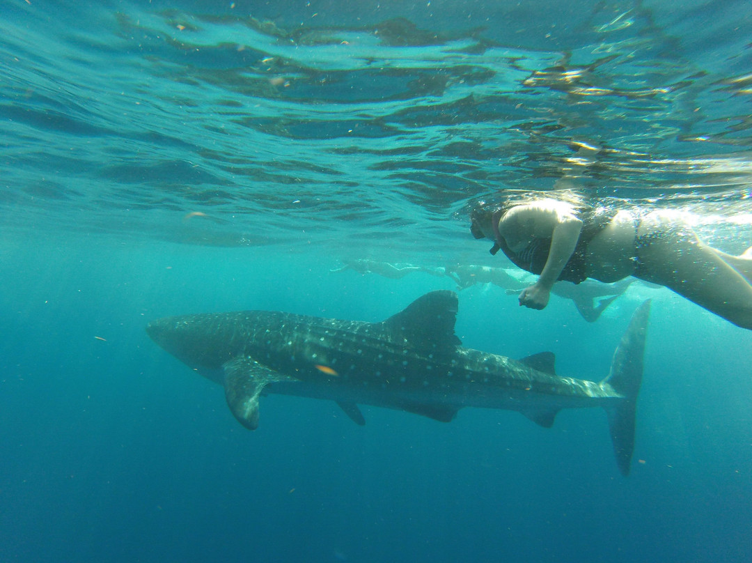 Mexico Whale Shark景点图片