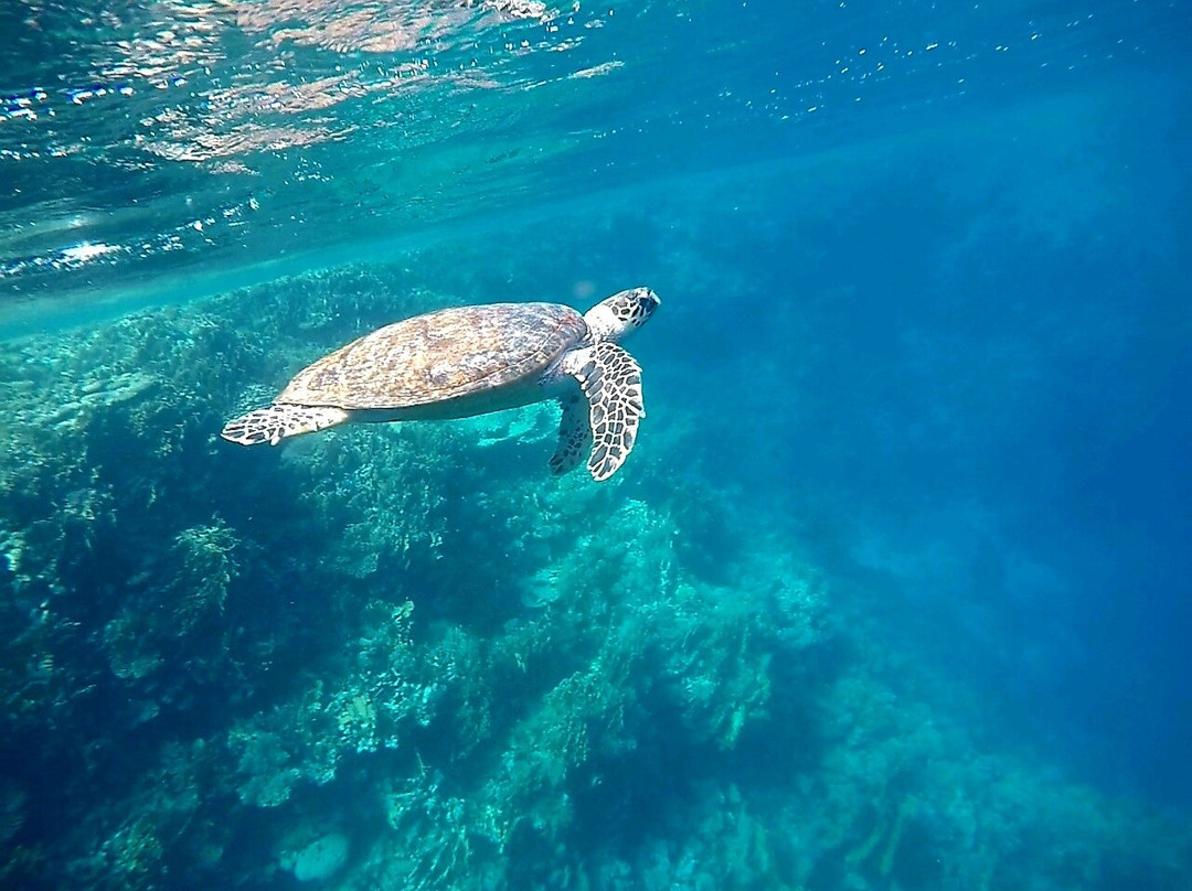 穆罕默德角国家公园-沙姆沙伊赫必去景点