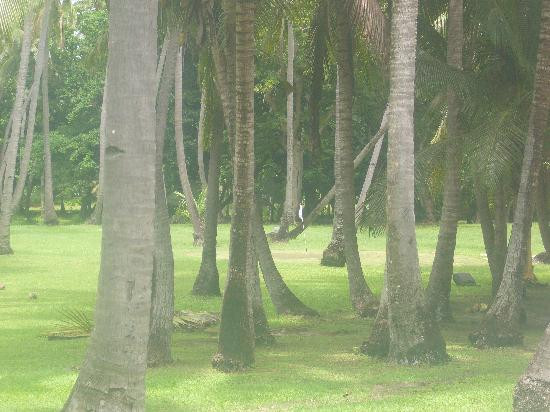 Vomo Island旅游攻略图片