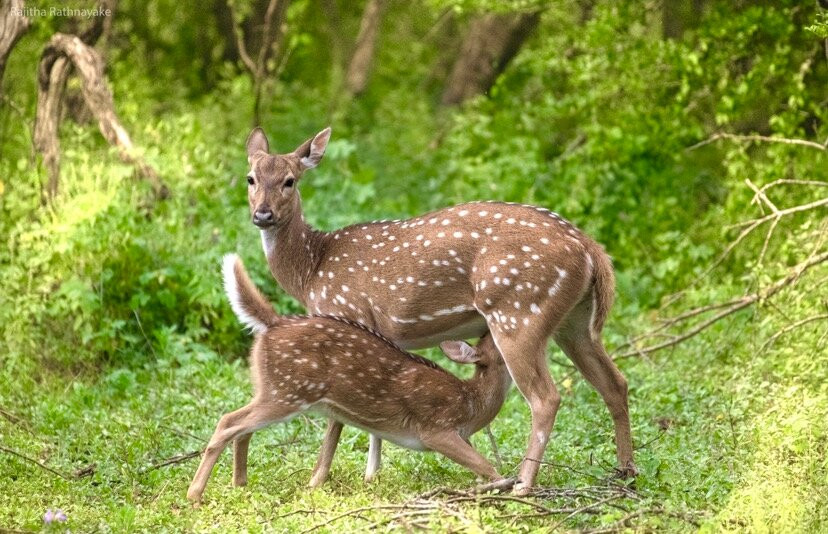 Ceylon Leopard Safari Yala-蒂瑟默哈拉默必去景点