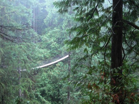 林恩峡谷公园-北温哥华必去景点