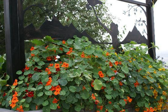 Georgeson Botanical Garden-费尔班克斯必去景点