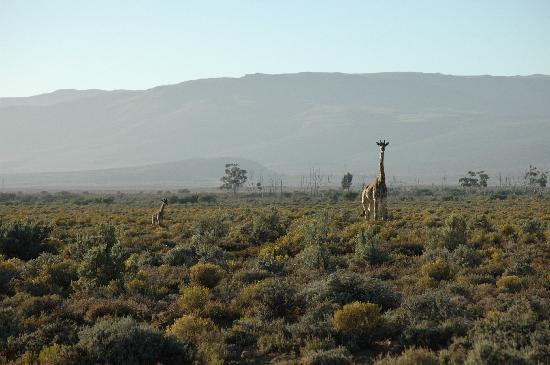 Inverdoorn Private Game Reserve-开普敦中心区必去景点