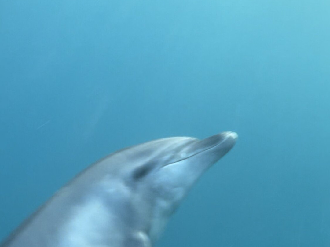 Dolphin Warrior景点图片