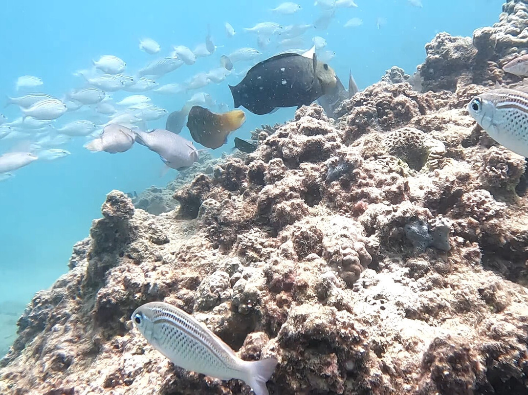 Dive Persia景点图片