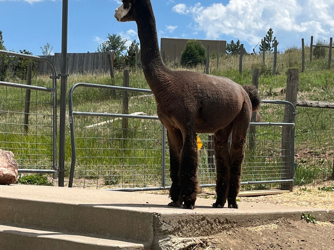 Smooth Alpaca Experience