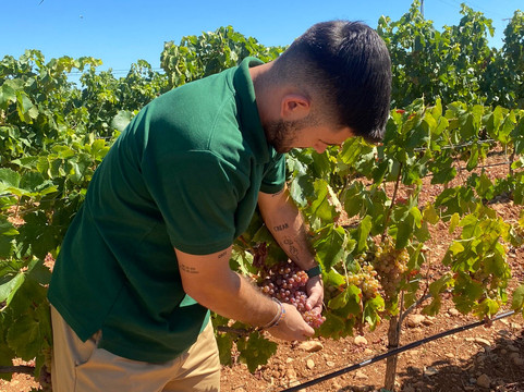 Sa Clasta Wine Tours-马洛卡帕尔马必去景点