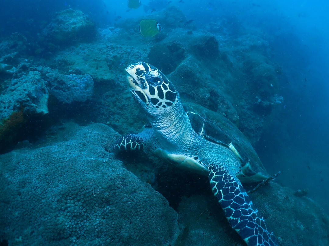 Sensui Dive Resort景点图片