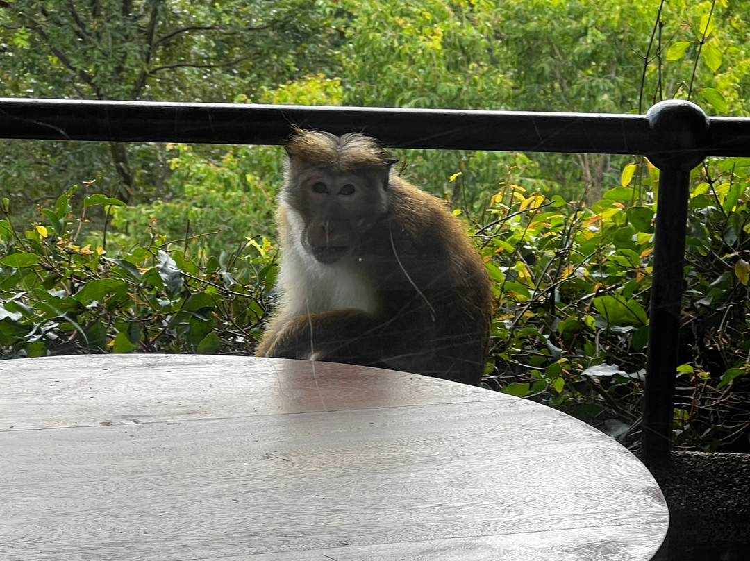 Heritance Kandalama Spa-丹布拉必去景点