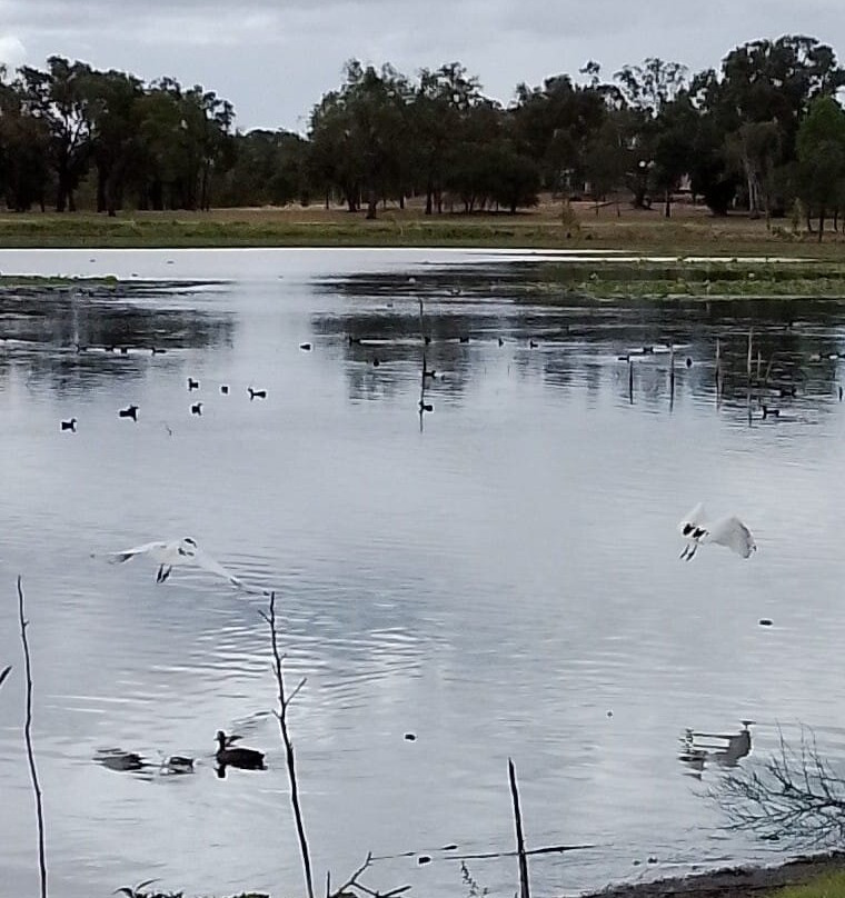 洛坎普顿植物园及动物园-罗克汉普顿必去景点