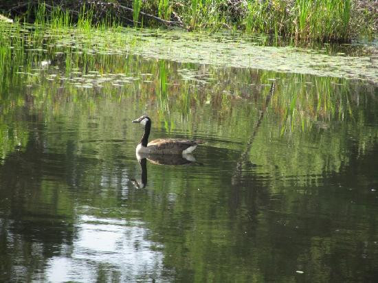 Seney National Wildlife Refuge景点图片