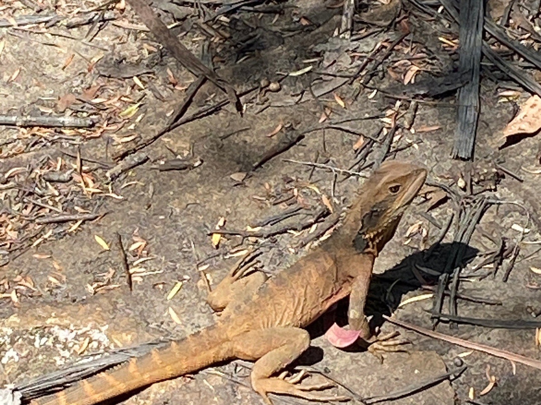 North Lawson Park景点图片