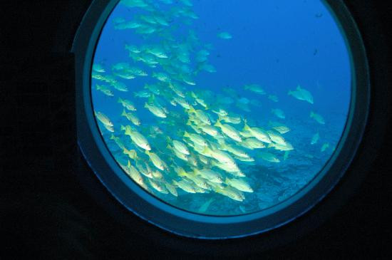 Atlantis Submarines Maui-拉海纳必去景点