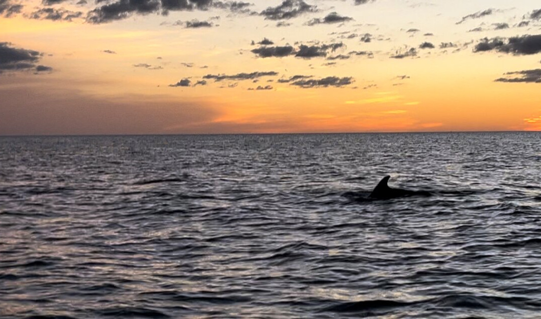 Great Day Boat Tours Llc-威尼斯必去景点
