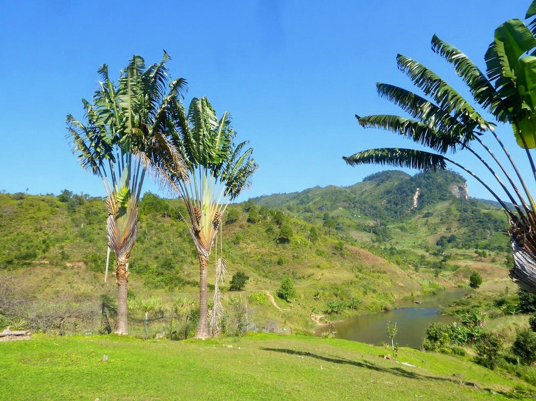 Ranomafana Arboretum景点图片