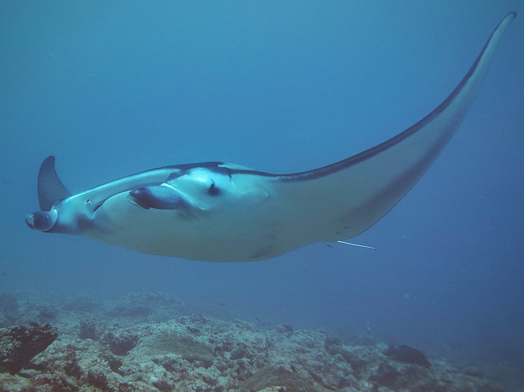 Diving Centers Werner Lau-曼德芙岛必去景点