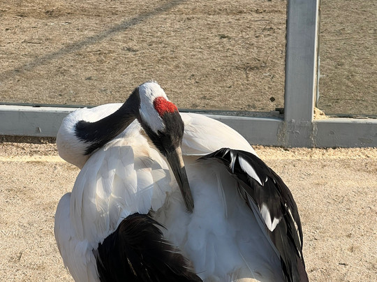 盐城丹顶鹤保护区-东台市必去景点