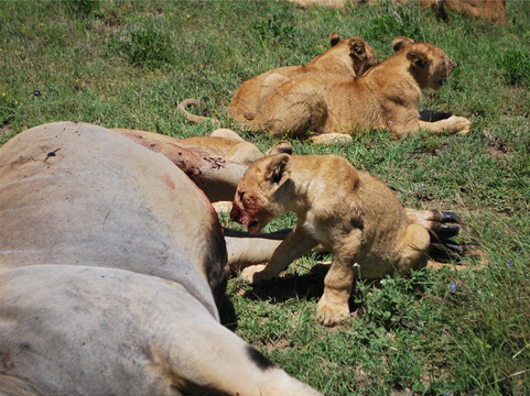 A TO ZEBRA EXPERIENCE-阿鲁沙必去景点