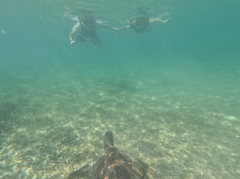 Marine Life Akumal MX-艾库玛尔必去景点