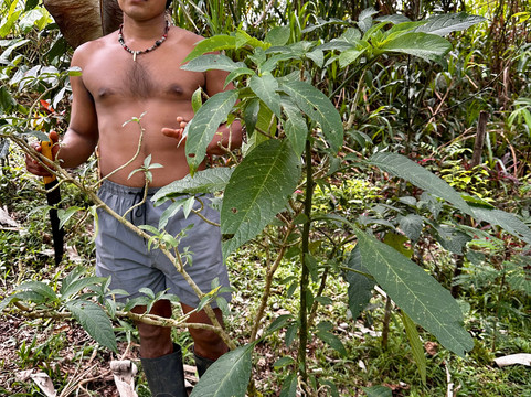 Discover Tarzan's Jungle-Puyo必去景点