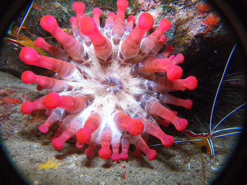 Leagues Ahead Diving-英国人海滩必去景点