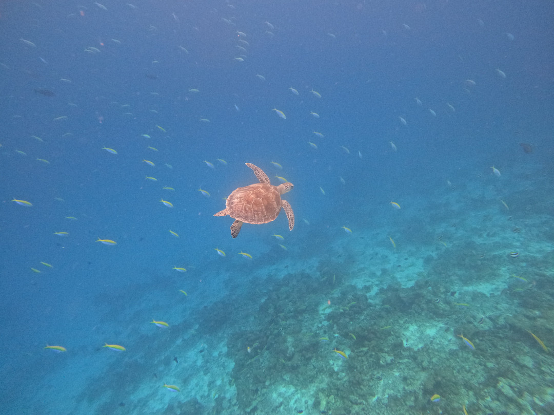 Dhooni Finolhu Guesthouse主图