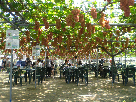 Sakagami Budoen-圣笼町必去景点