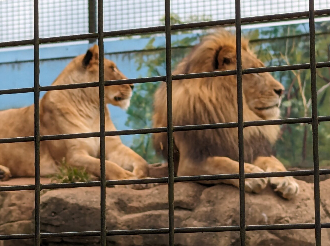 Billabong Zoo Koala & Wildlife Park-麦克夸利港必去景点