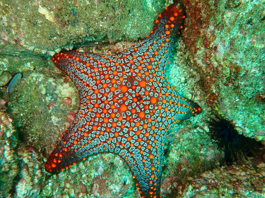Pacific Coast Dive Center-Playa Flamingo必去景点