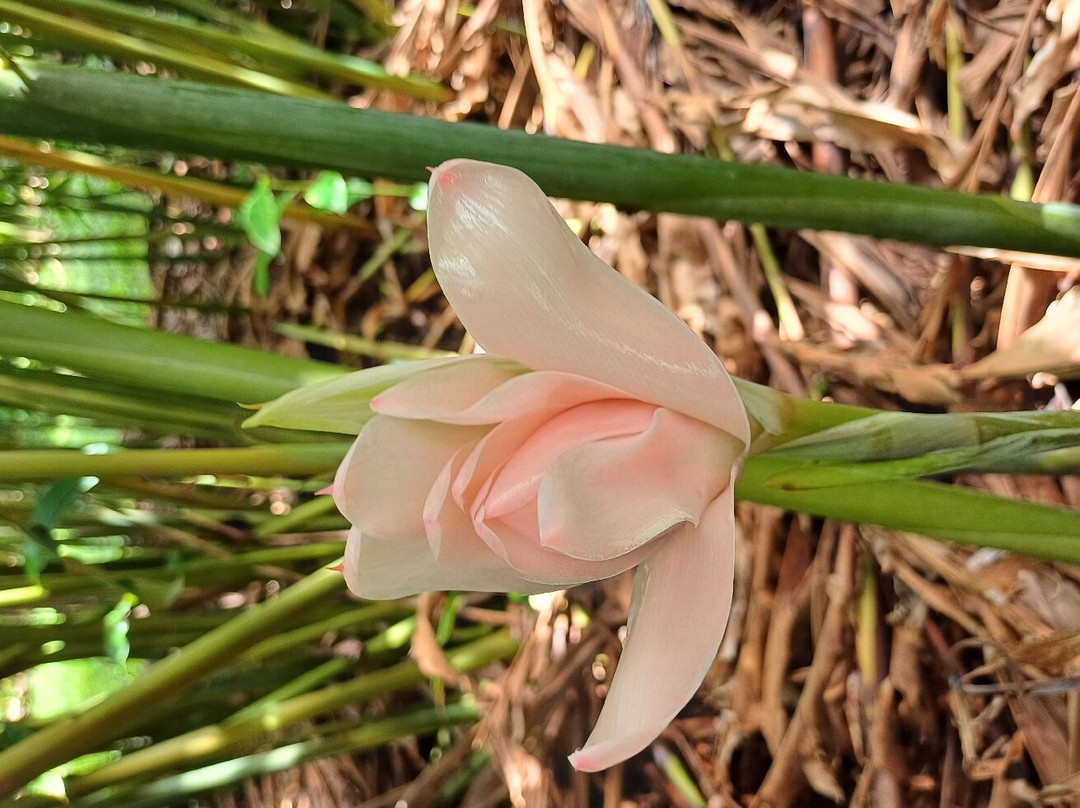 Whyanbeel Arboretum-Whyanbeel必去景点