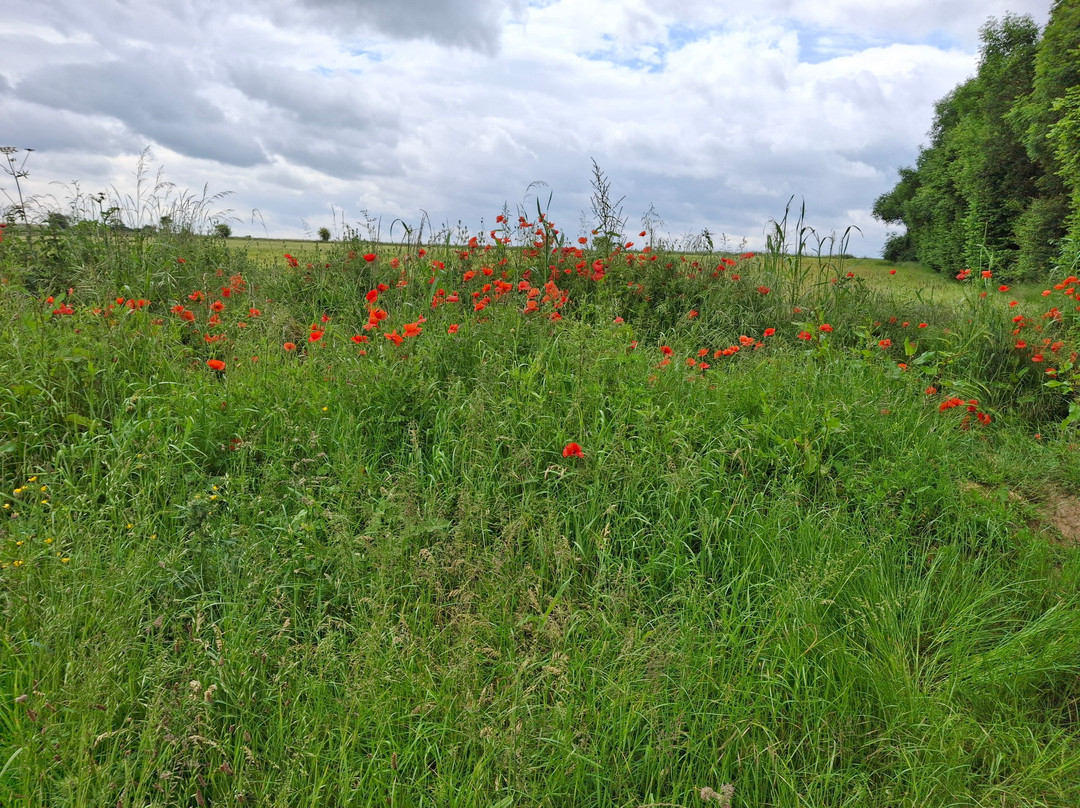 Towton Battlefield景点图片