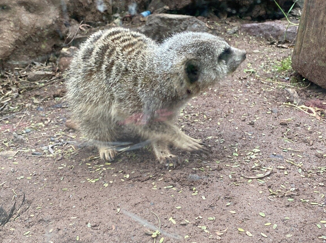 Zoológico Nacional de Chile景点图片