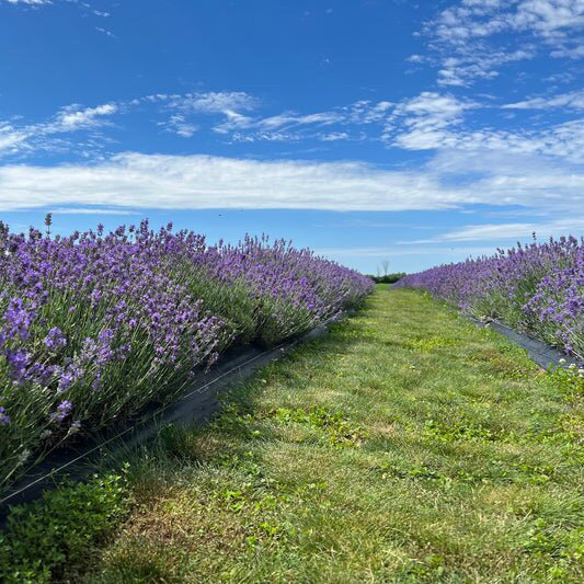 Tullamore Lavender Co.