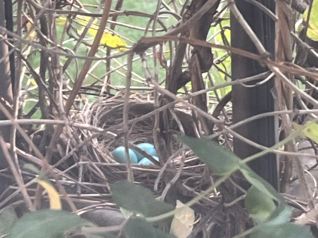 Mary Helen's Bed & Breakfast主图