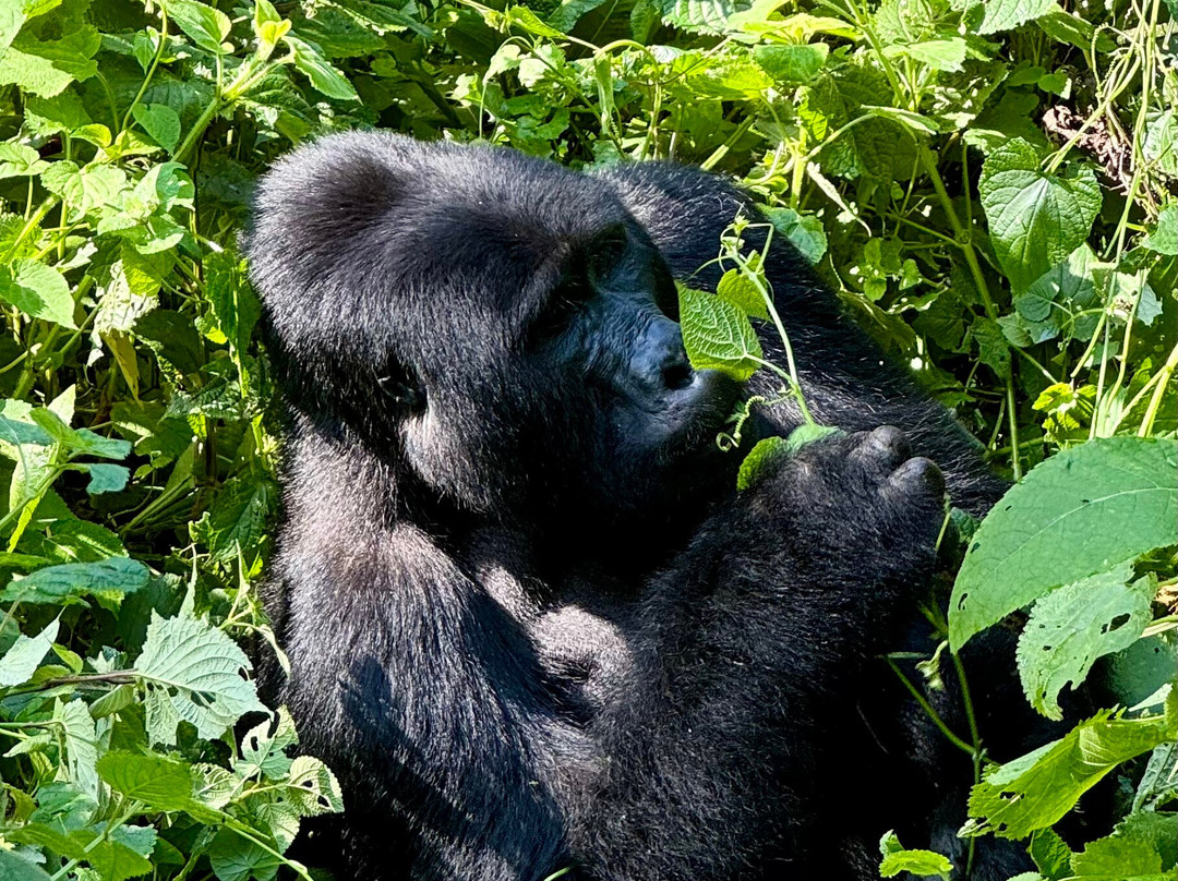 Hidden Gems of Uganda-卡巴莱必去景点