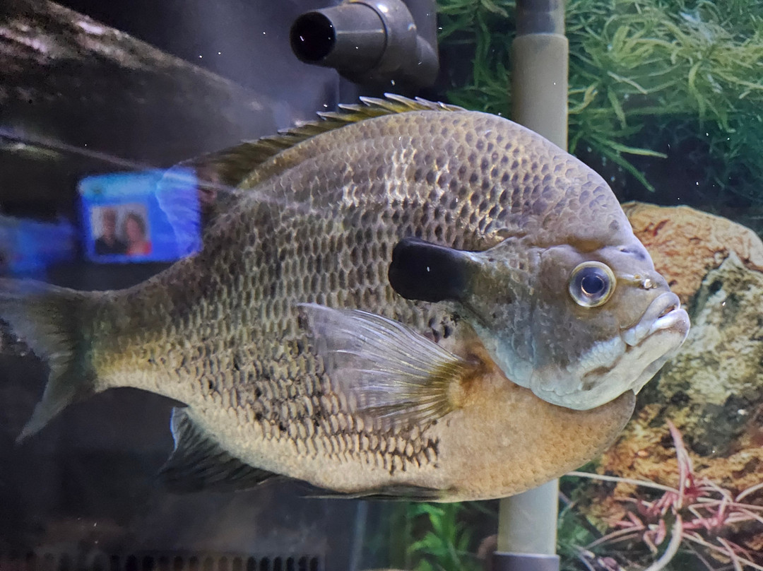 Appalachian Rivers Aquarium景点图片
