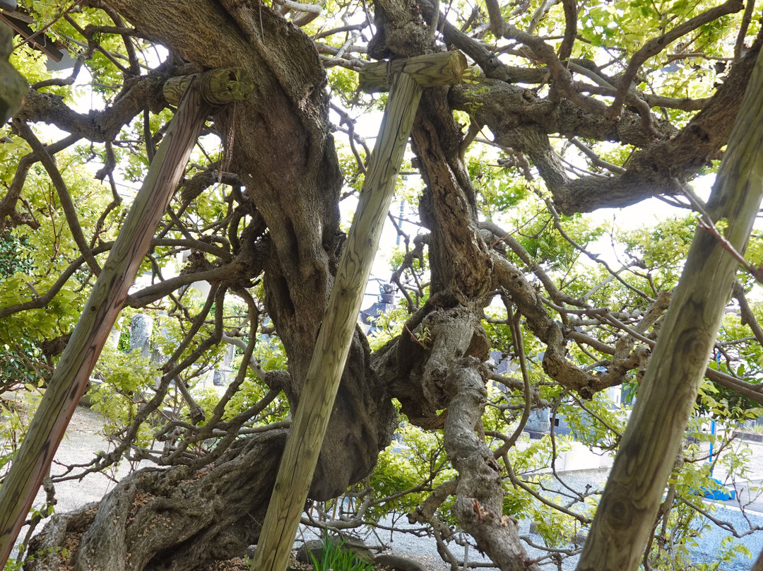 Tokaku-in-二宫町必去景点