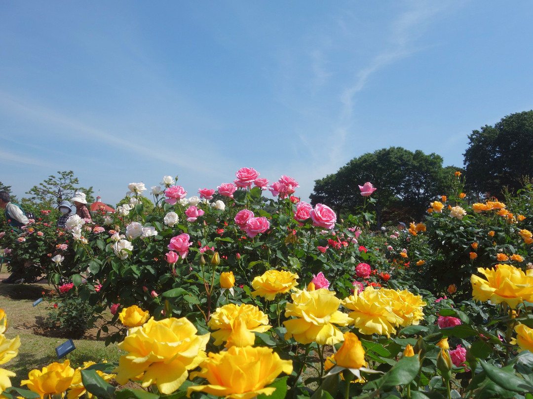 Shikishima Parfk Rose Garden-前桥县必去景点