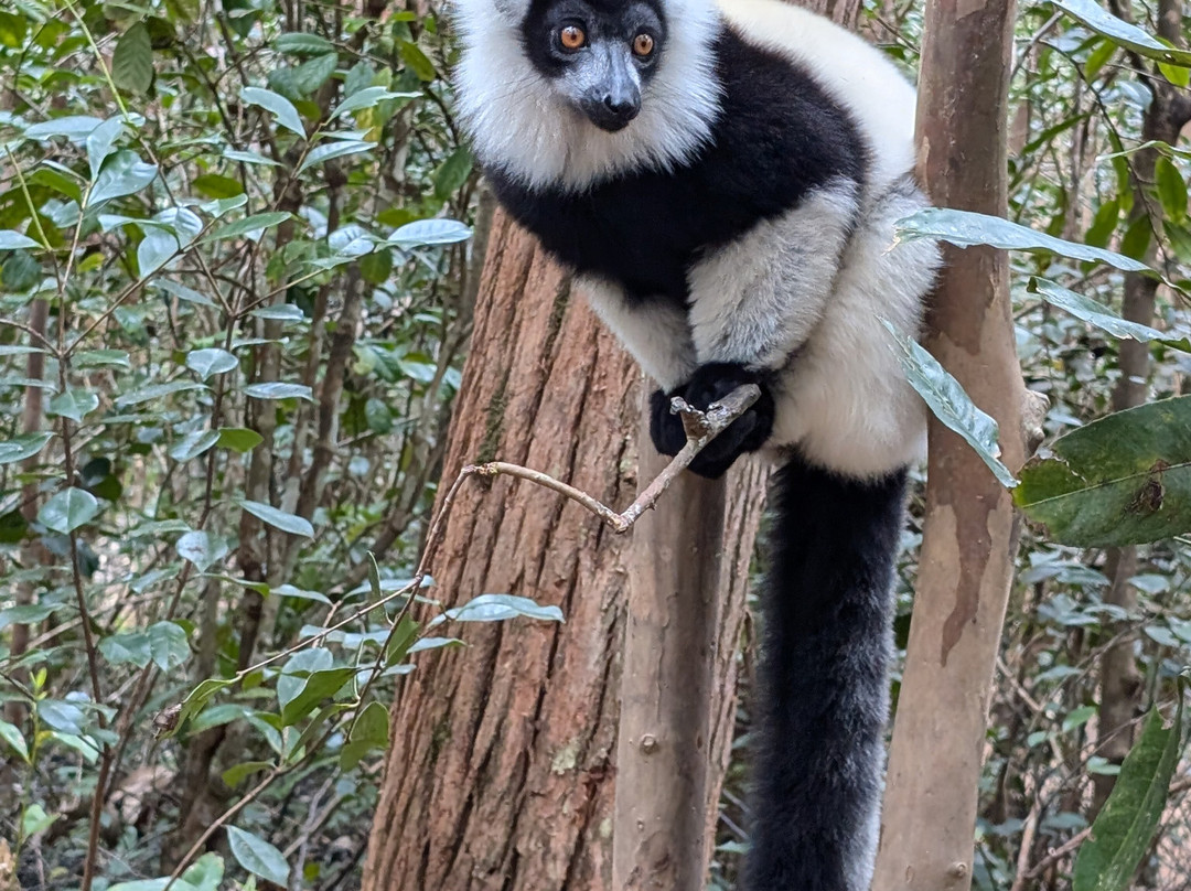 Madagascar Land Of Wonders-安塔那那利佛必去景点