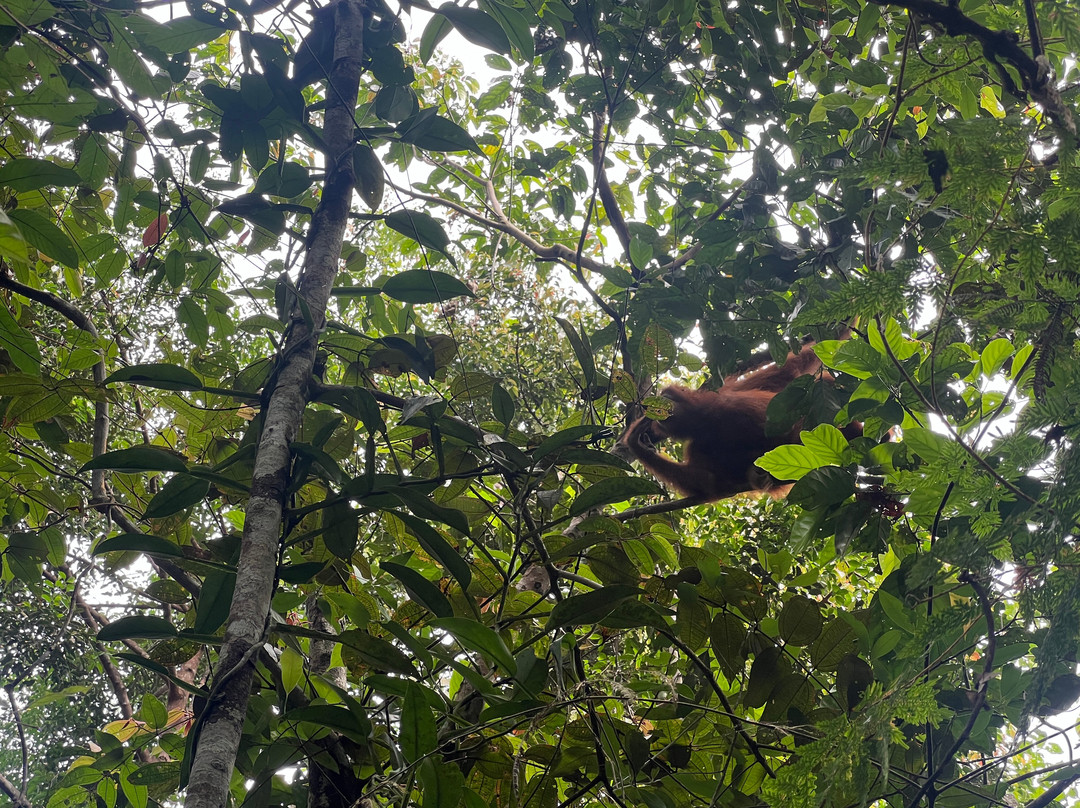 Sumatra Orangutan Tropical Tours-武吉拉旺必去景点