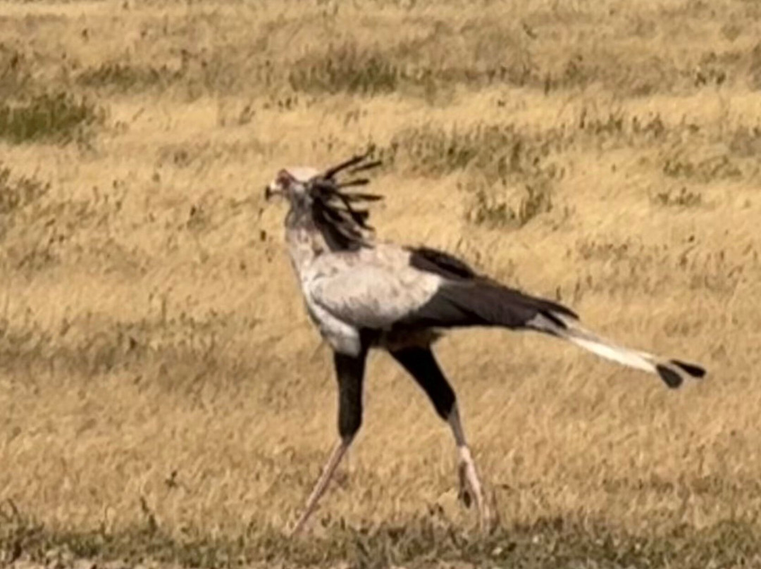 East African Safari And Touring Company-阿鲁沙必去景点