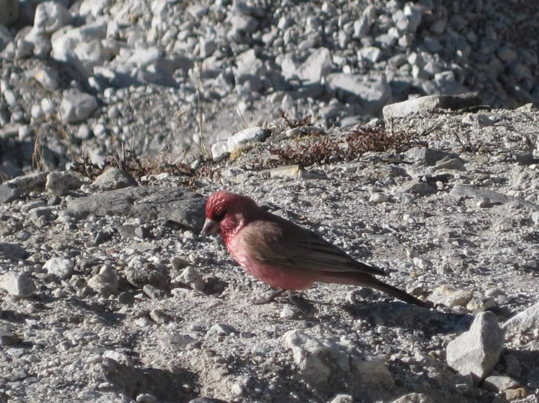 Simrik Real Nepal Treks-加德满都必去景点