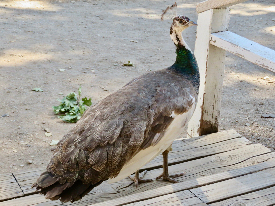 Oak Tree Mountain-Oak Glen必去景点