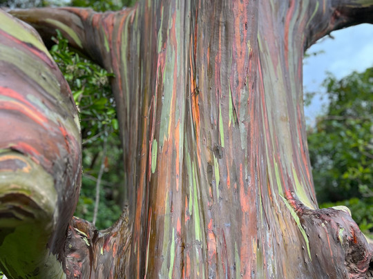 Keep It Simple Hawaii Surf School & Private Tours-拉海纳必去景点