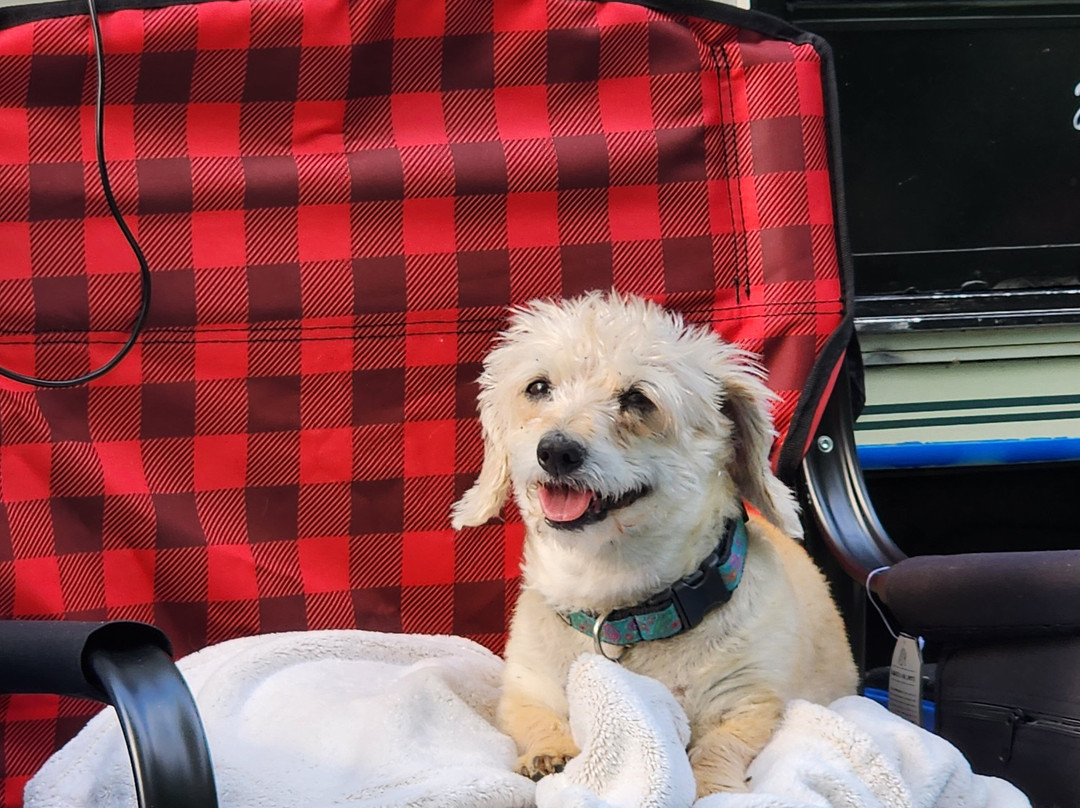 Evergreen Birch Lodge and Resort主图