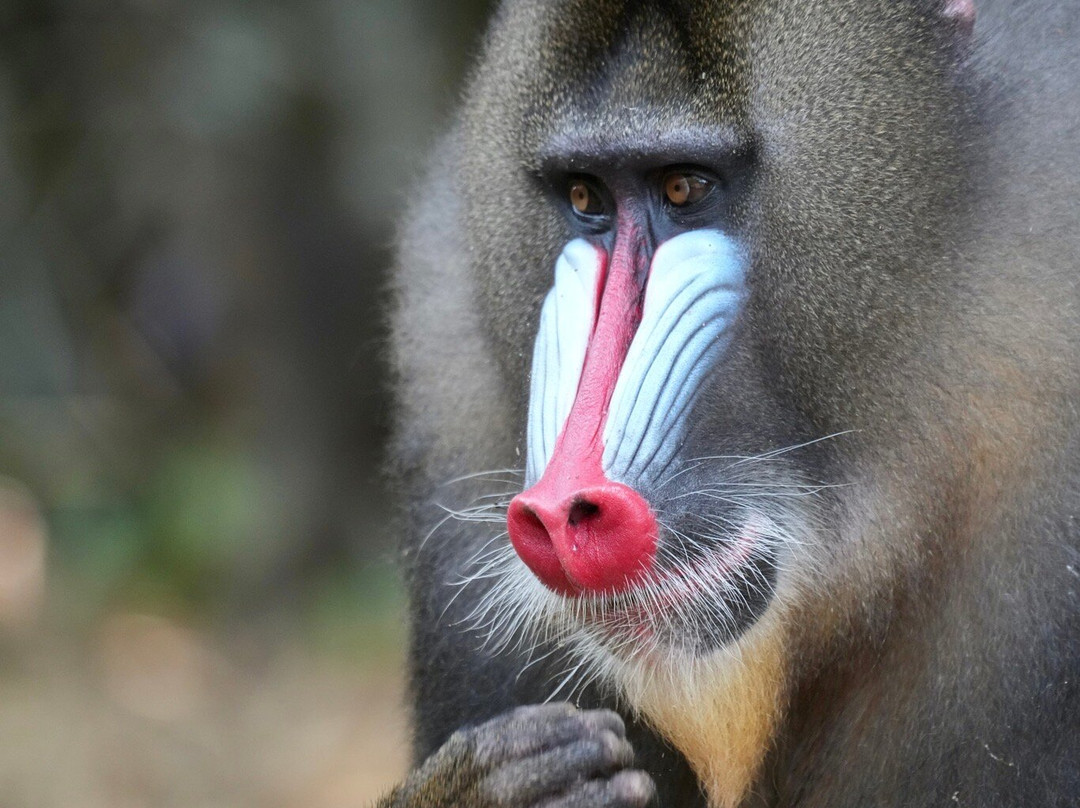 Parc De La Lekedi-Moanda必去景点