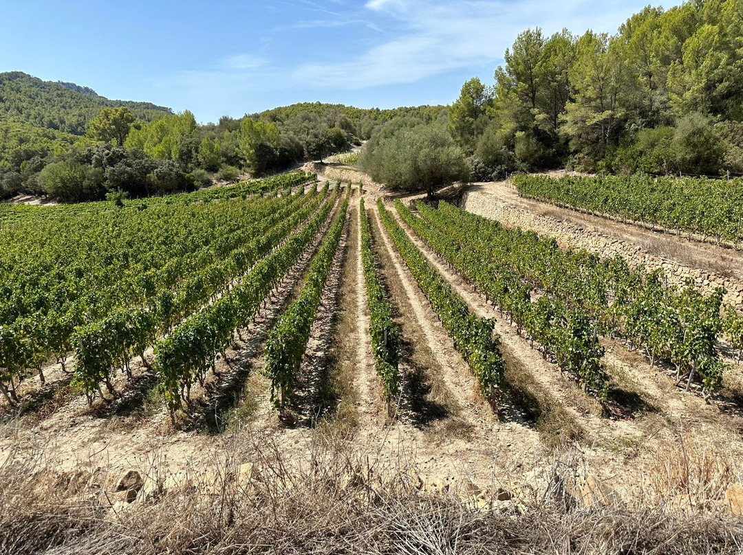 Bodega Terra Ión景点图片